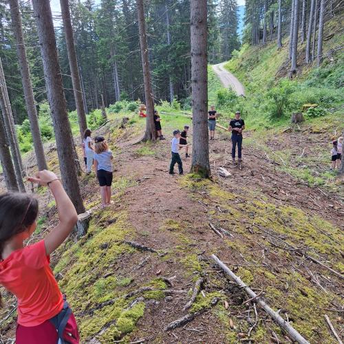 Wald 6
